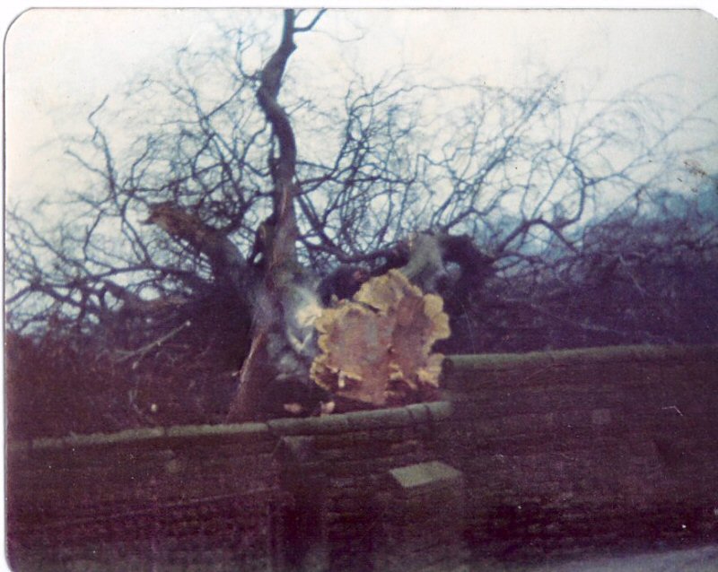 Beech Tree, Wet Ings Lane