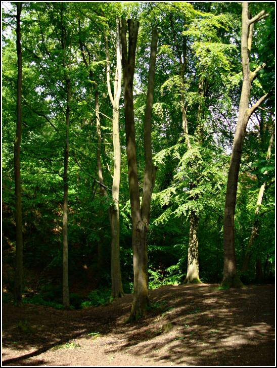 Sutton Clough